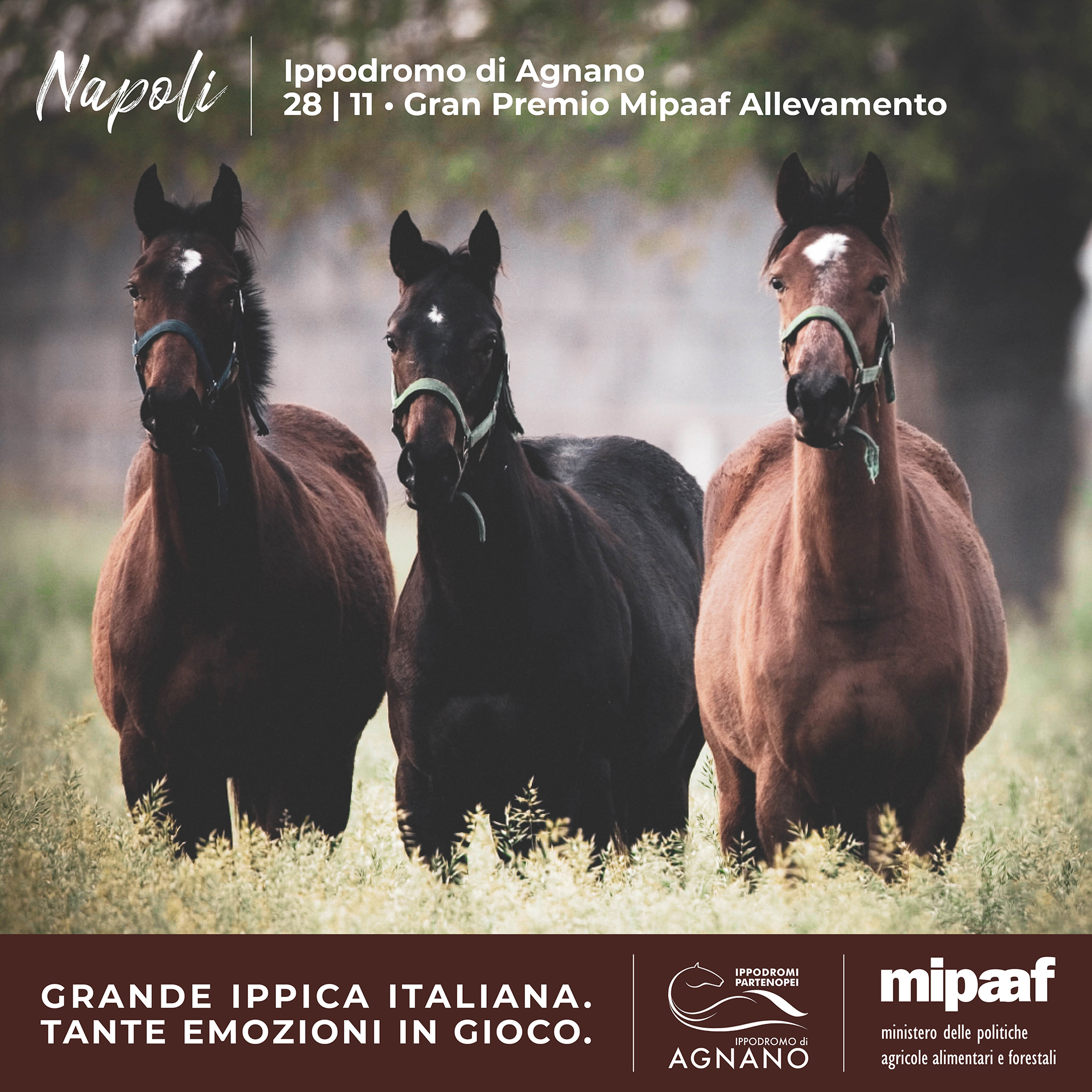 MIPAAF - Ippica Italiana